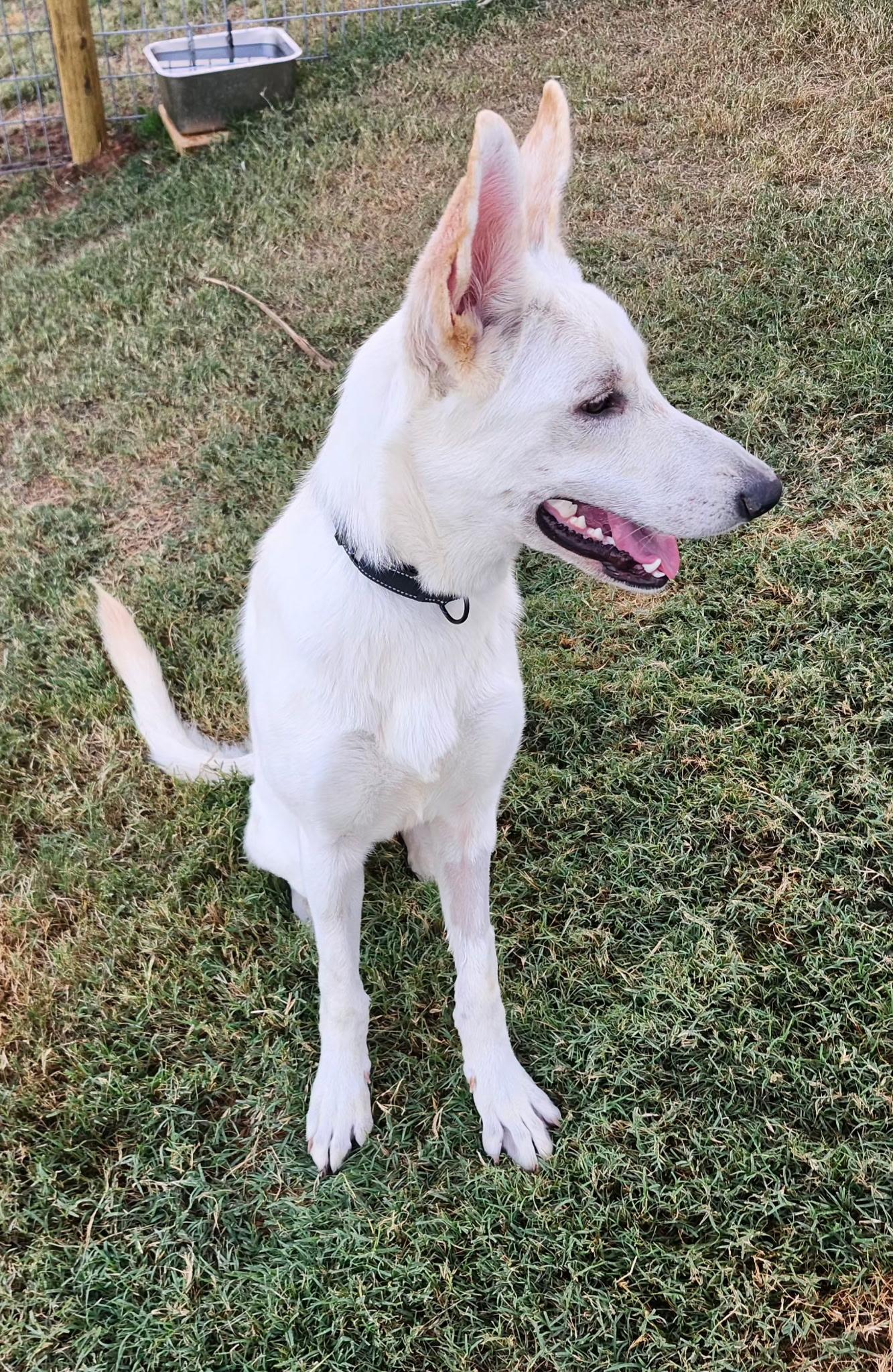 LEXA, a Adoptable mixed breed in Weatherford, TX image 4/4