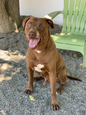 Loki I, a Adoptable mixed breed in Ontario, CA image 1/2