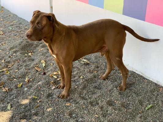 Loki I, a Adoptable mixed breed in Ontario, CA image 2/2