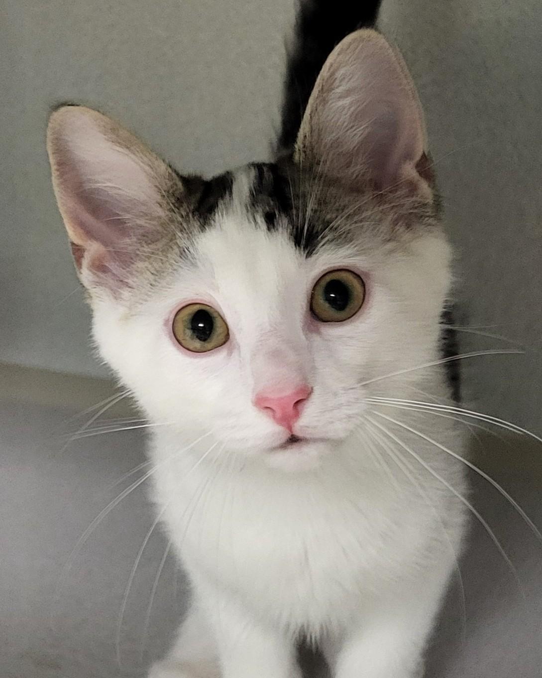 Yeti, Young Male Domestic Short Hair