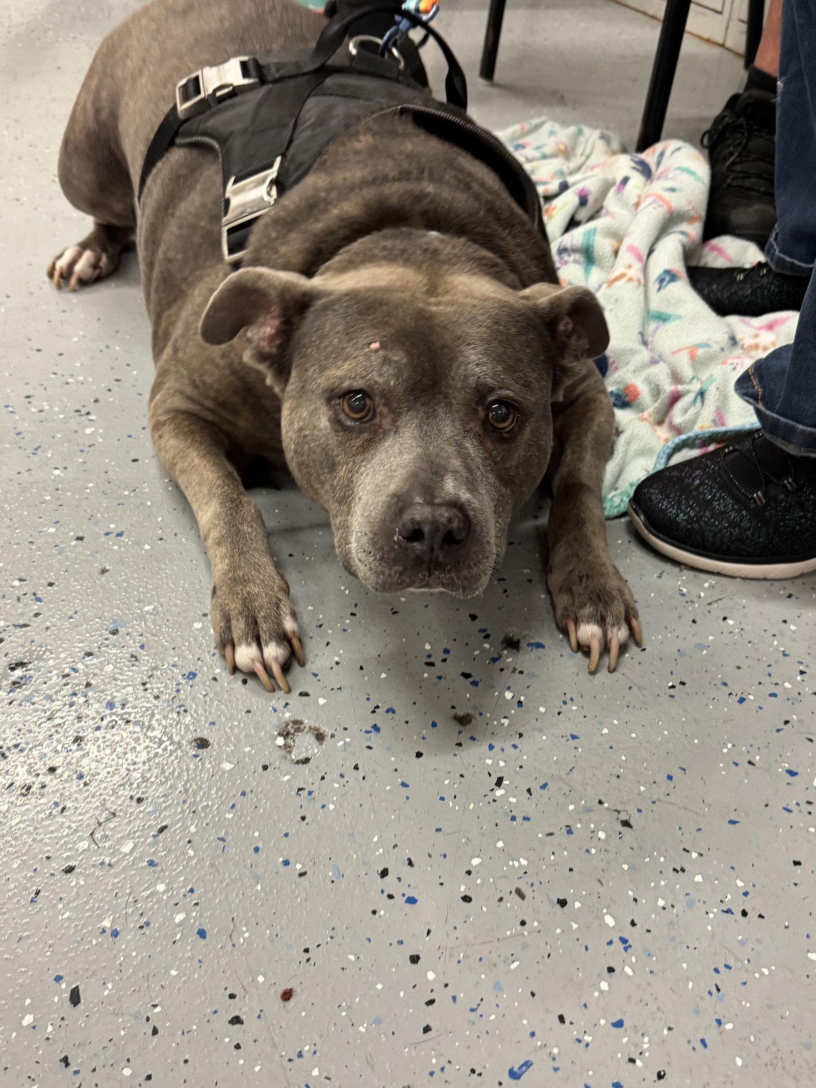 Memaw, a Adoptable Pit Bull Terrier in Brooklyn Center, MN image 1/3