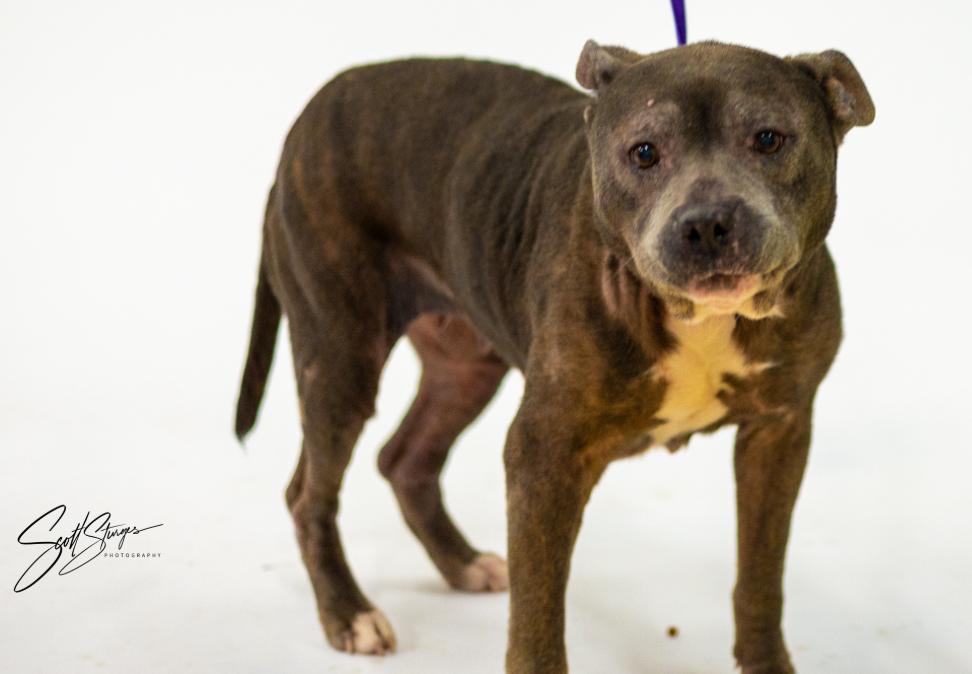 Memaw, a Adoptable Pit Bull Terrier in Brooklyn Center, MN image 2/3
