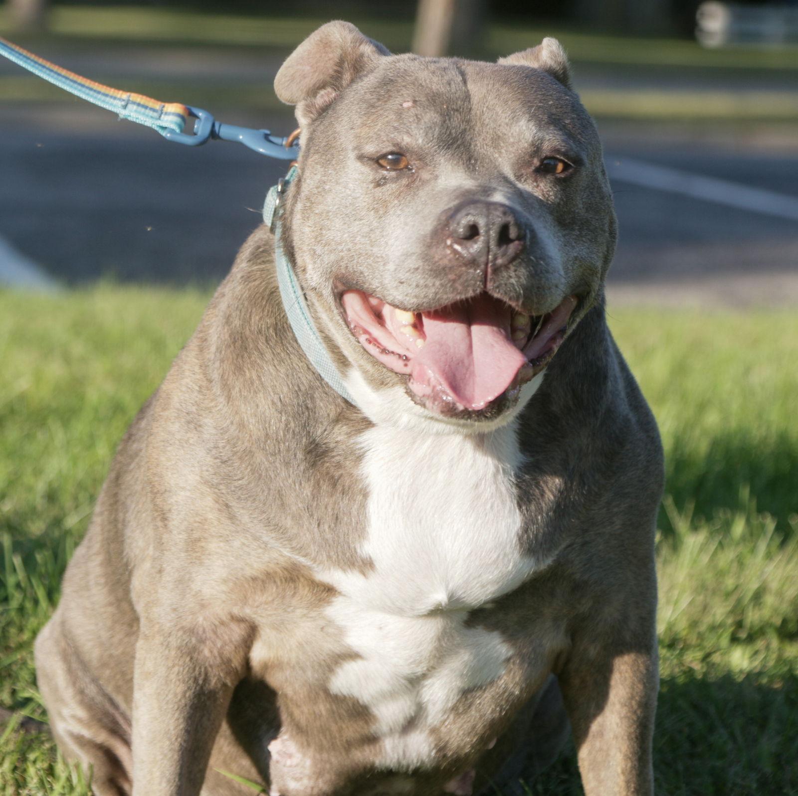 Memaw, Adoptable, Senior Female Pit Bull Terrier.