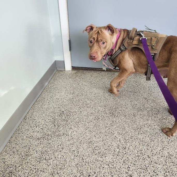 Birdie, Adoptable, Adult Female Mixed Breed.