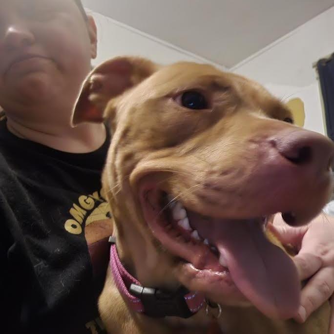 Enlarge Birdie, a Adoptable Mixed Breed in Madison, WI image 2/6