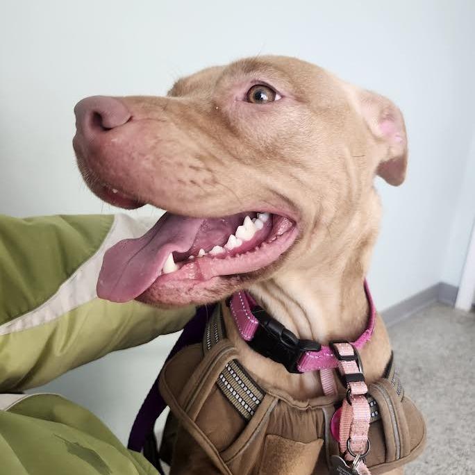 Enlarge Birdie, a Adoptable Mixed Breed in Madison, WI image 3/6