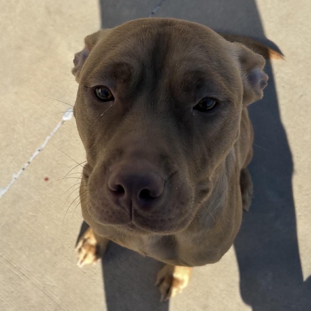 Enlarge Birdie, a Adoptable Mixed Breed in Madison, WI image 4/6