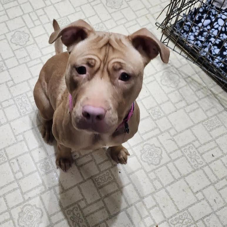 Enlarge Birdie, a Adoptable Mixed Breed in Madison, WI image 5/6