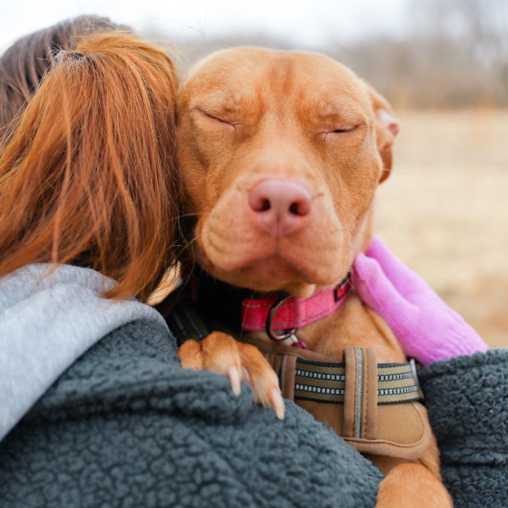 Enlarge Birdie, a Adoptable Mixed Breed in Madison, WI image 6/6