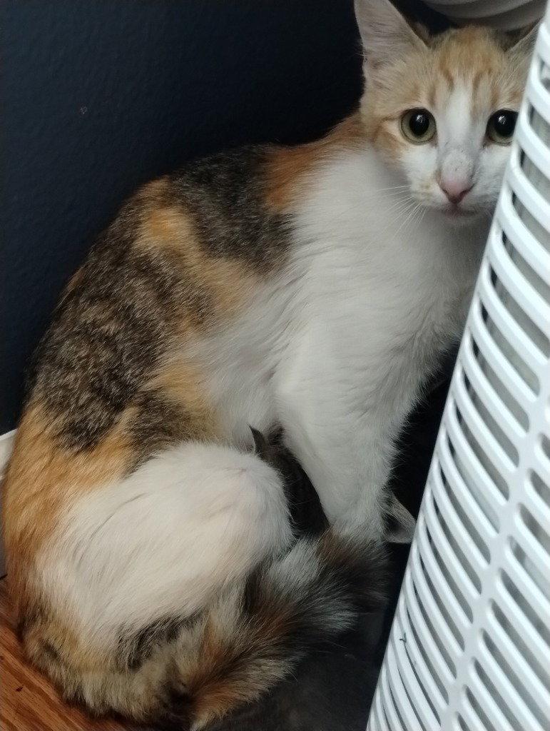 Enlarge Freedom (Semi Feral Barn Cat), a Adoptable Domestic Short Hair in Battle Ground, WA image 1/1