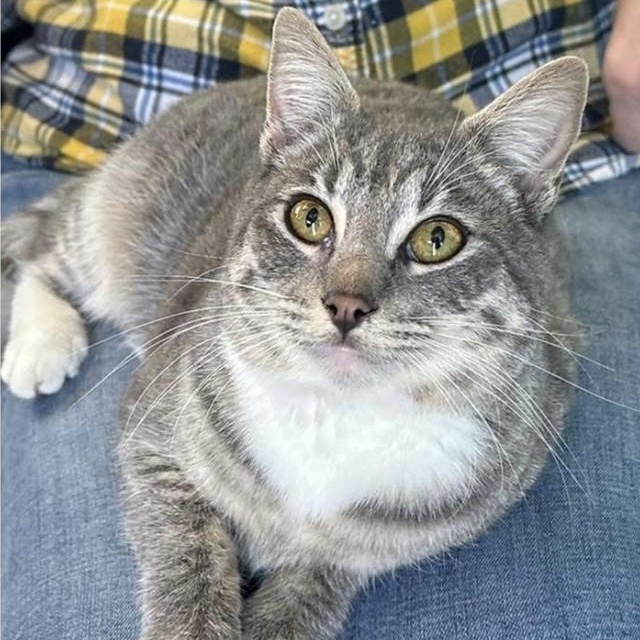 BJ, ADOPTABLE, Young Male Domestic Short Hair.