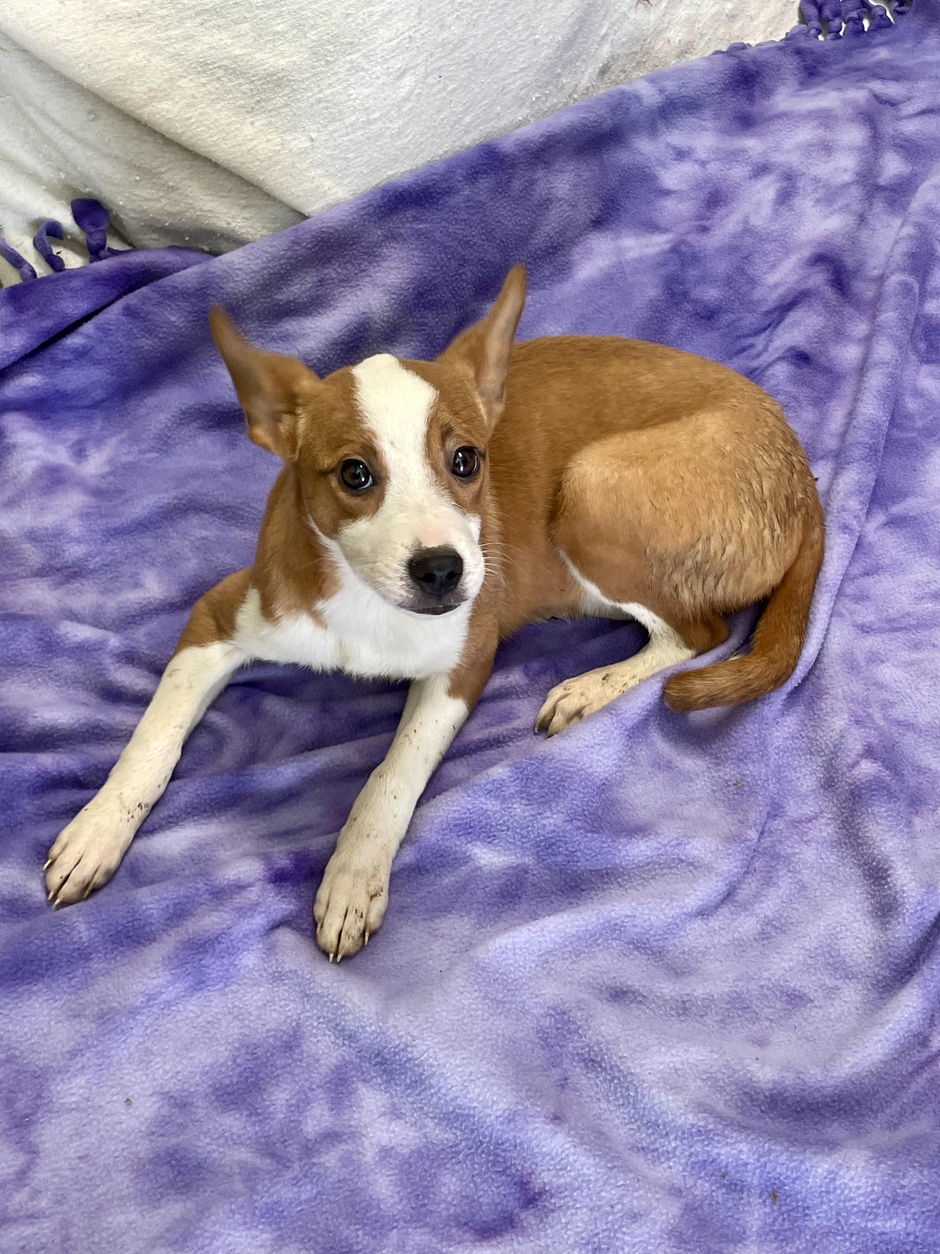 Enlarge Brinkley, a Adopted mixed breed in Lacon, IL image 1/1
