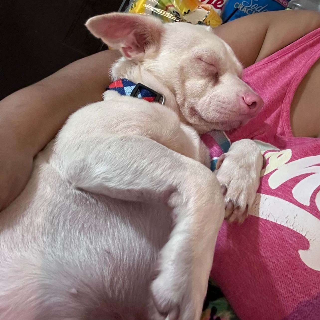 Enlarge LORRAY "Your one and only." (Currently in Puerto Rico), a Adoptable mixed breed in New York, NY image 3/6