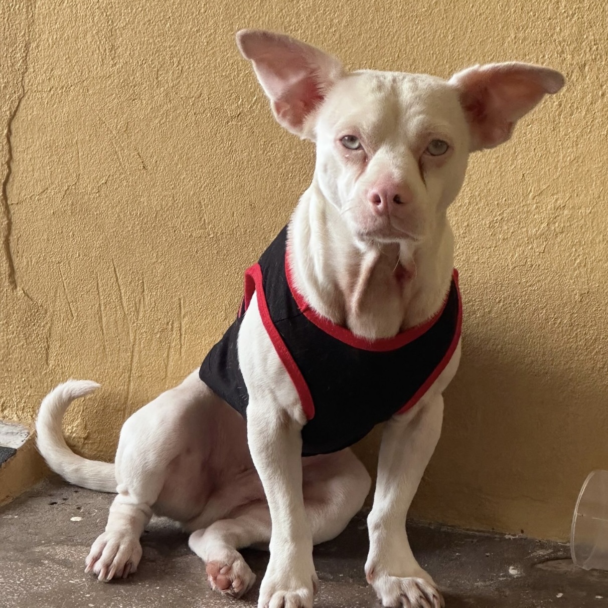 Enlarge LORRAY "Your one and only." (Currently in Puerto Rico), a Adoptable mixed breed in New York, NY image 1/6