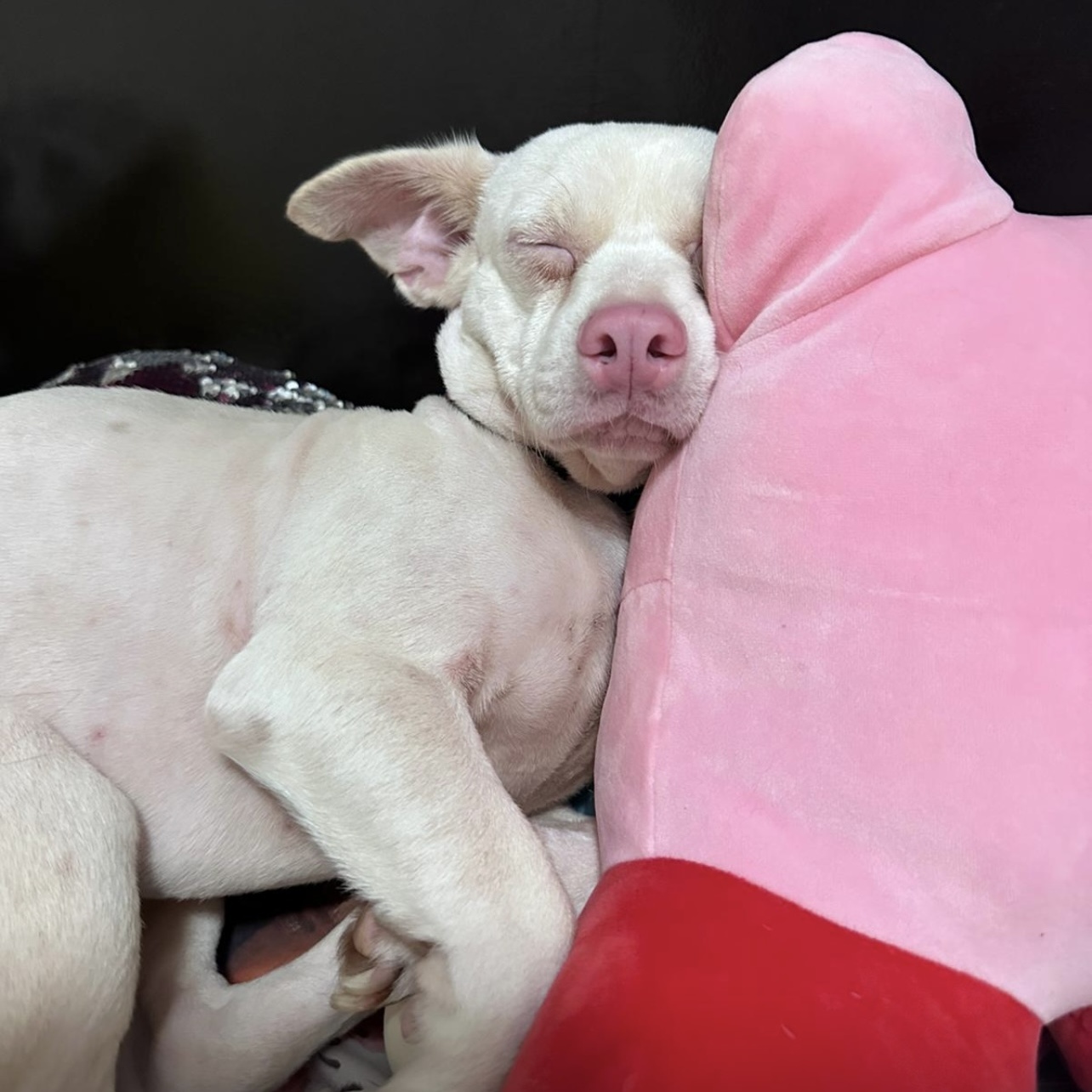 Enlarge LORRAY "Your one and only." (Currently in Puerto Rico), a Adoptable mixed breed in New York, NY image 4/6