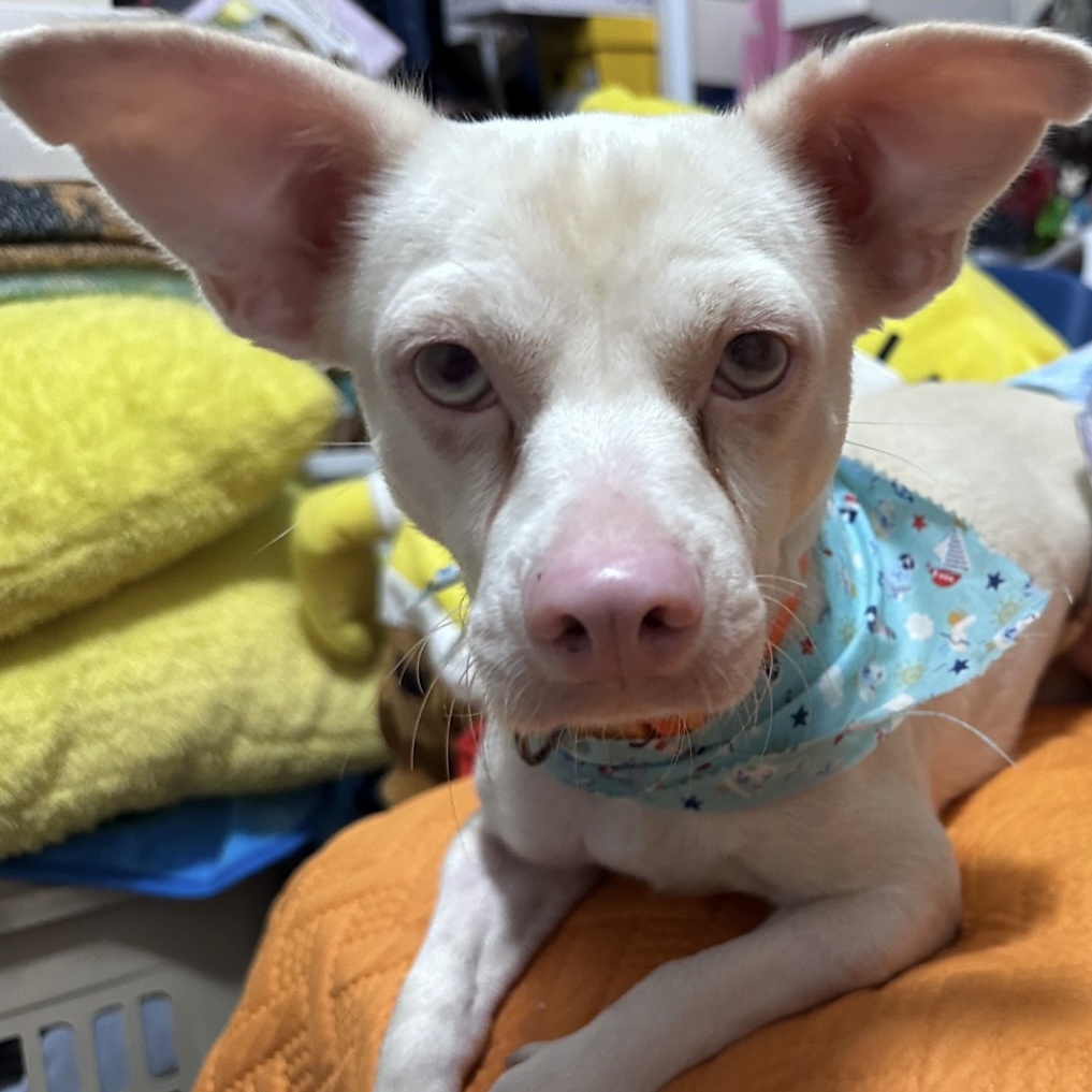 Enlarge LORRAY "Your one and only." (Currently in Puerto Rico), a Adoptable mixed breed in New York, NY image 2/6