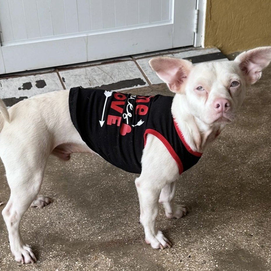 Enlarge LORRAY "Your one and only." (Currently in Puerto Rico), a Adoptable mixed breed in New York, NY image 5/6