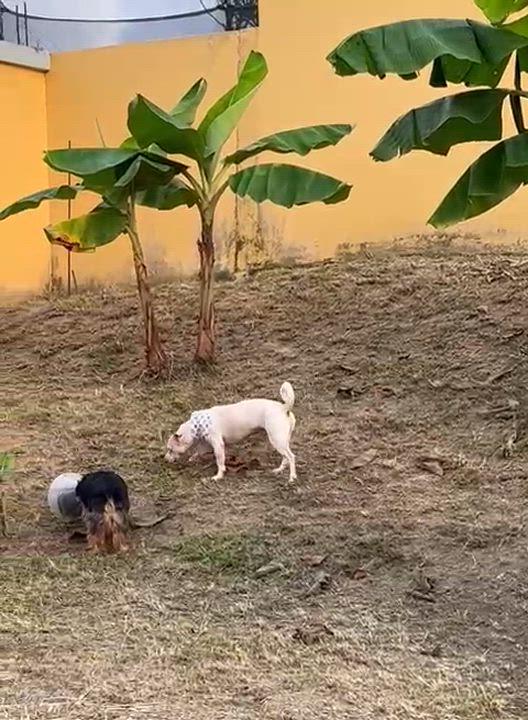 Enlarge LORRAY "Your one and only." (Currently in Puerto Rico), a Adoptable mixed breed in New York, NY video 6/6