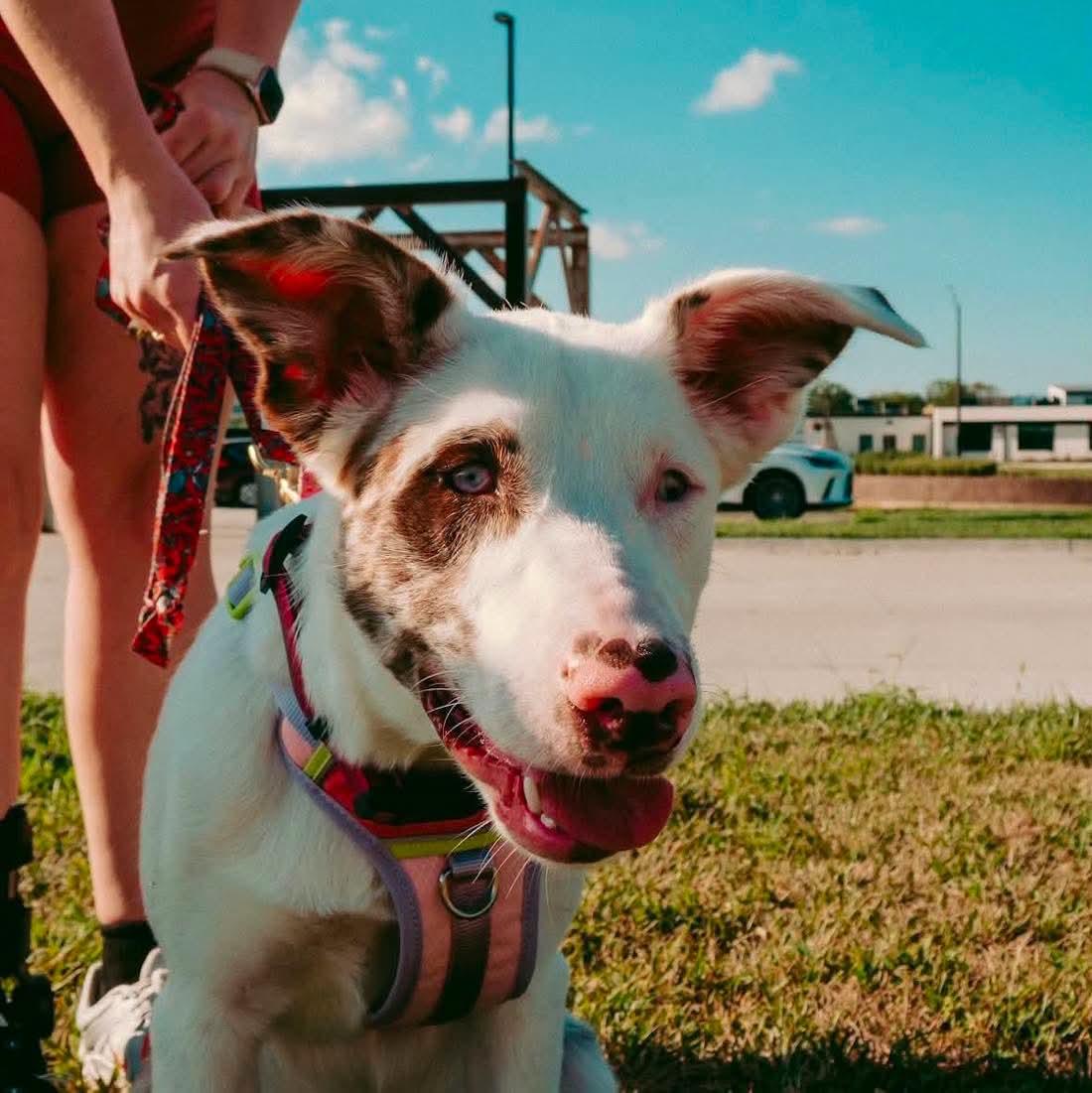 Enlarge Maggie, a Adoptable mixed breed in Grand Island, NE image 3/4