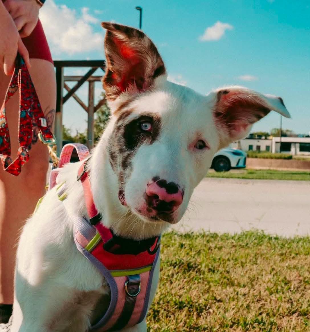 Enlarge Maggie, a Adoptable mixed breed in Grand Island, NE image 1/4