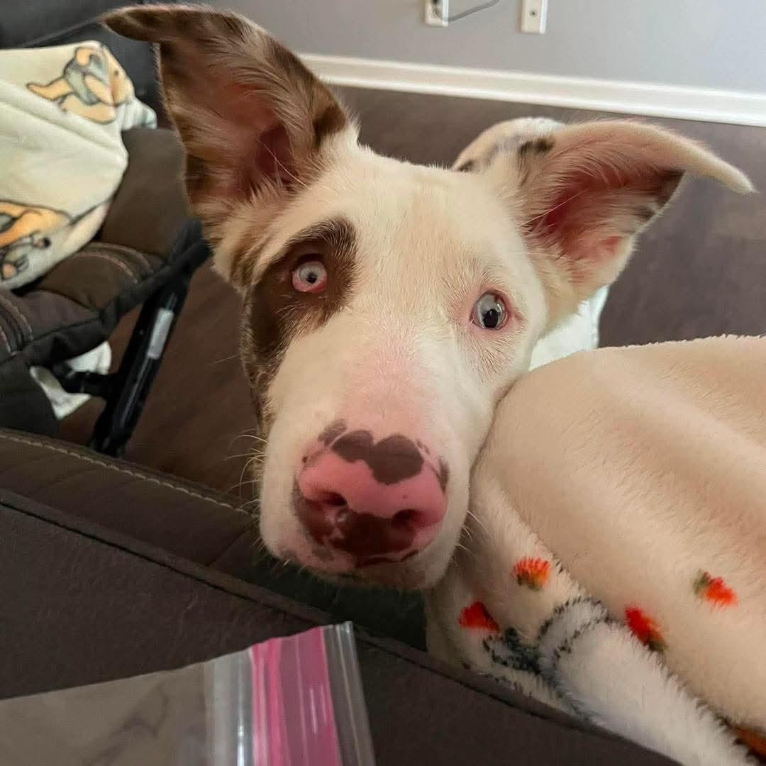 Enlarge Maggie, a Adoptable mixed breed in Grand Island, NE image 2/4