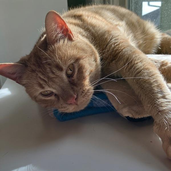 Big Ben -- Bonded Buddy With Little Buddy, a Adoptable mixed breed in Des Moines, IA image 2/6