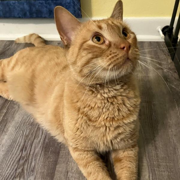 Big Ben -- Bonded Buddy With Little Buddy, Adoptable, Adult Male Domestic Short Hair.