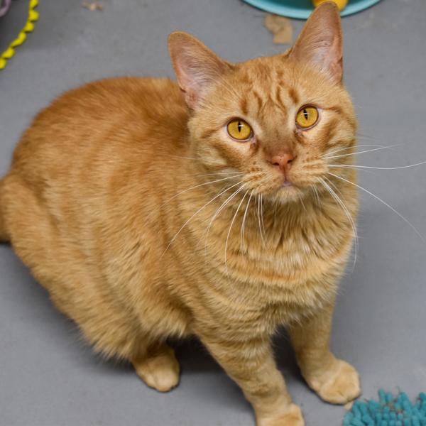 Enlarge Big Ben -- Bonded Buddy With Little Buddy, a Adoptable mixed breed in Des Moines, IA image 4/6