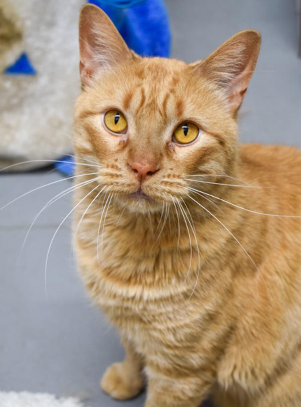 Enlarge Big Ben -- Bonded Buddy With Little Buddy, a Adoptable mixed breed in Des Moines, IA image 6/6