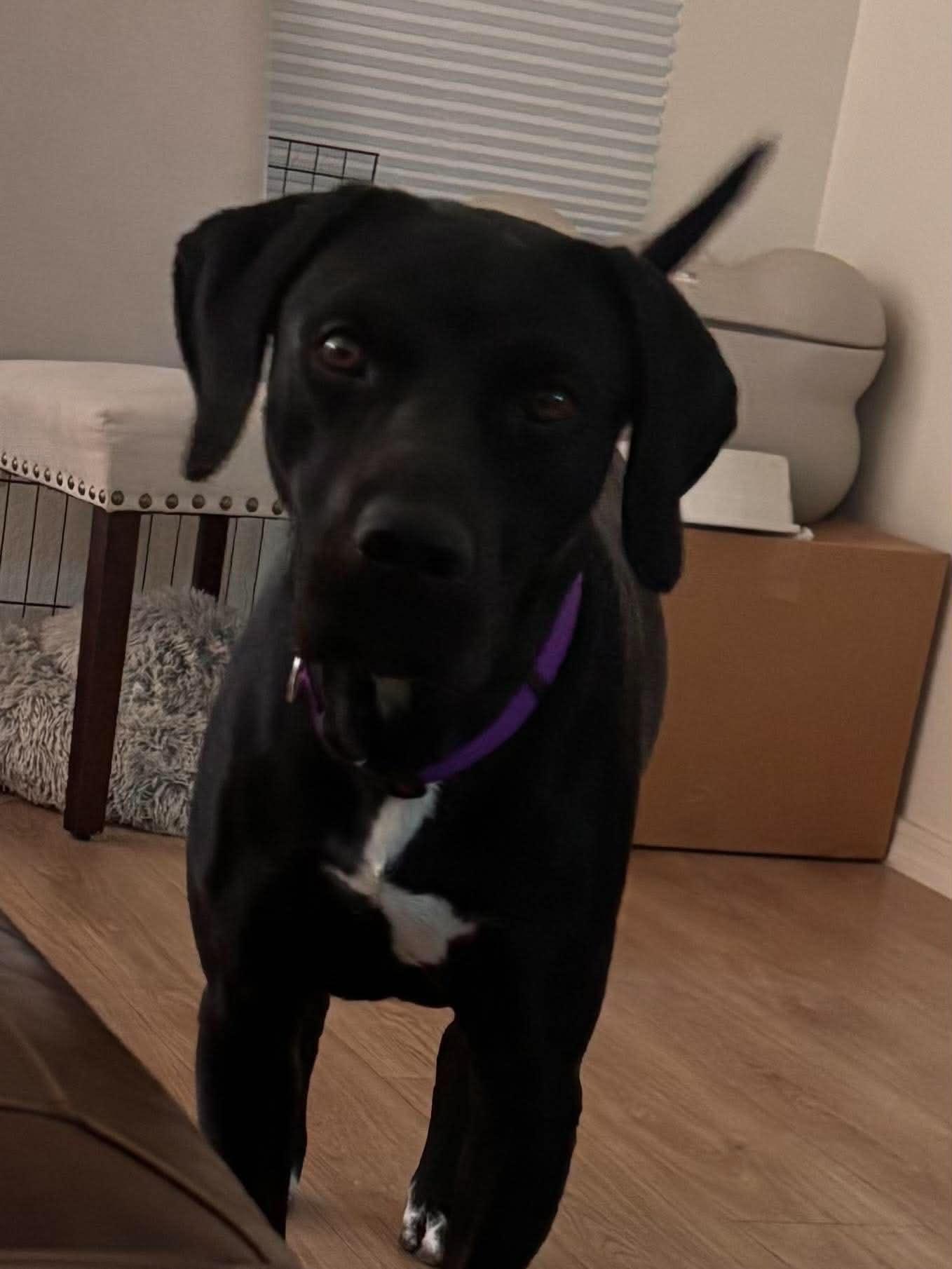 Coal, Adoptable, Adult Male Labrador Retriever.