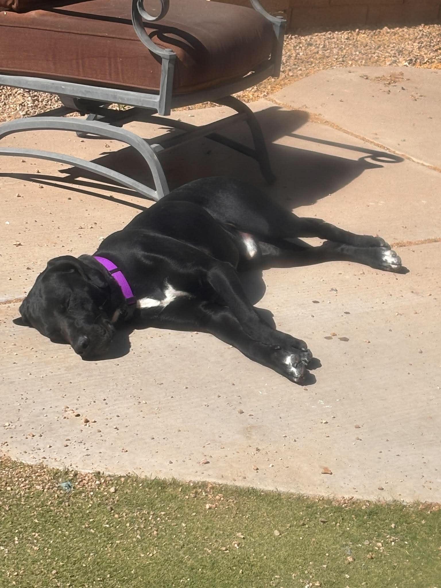 Enlarge Coal, a Adoptable mixed breed in Mesa, AZ image 2/4