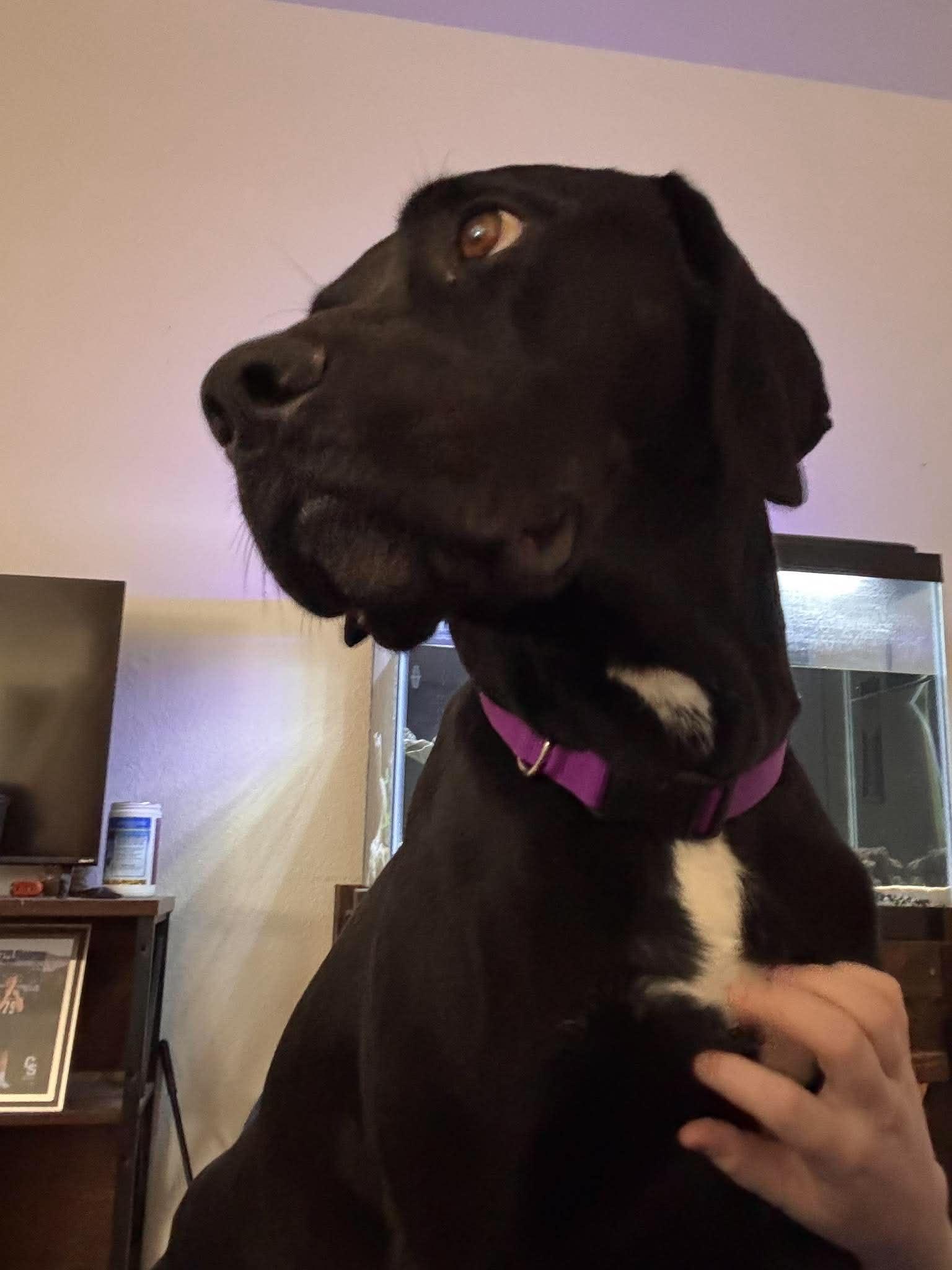 Enlarge Coal, a Adoptable mixed breed in Mesa, AZ image 3/4