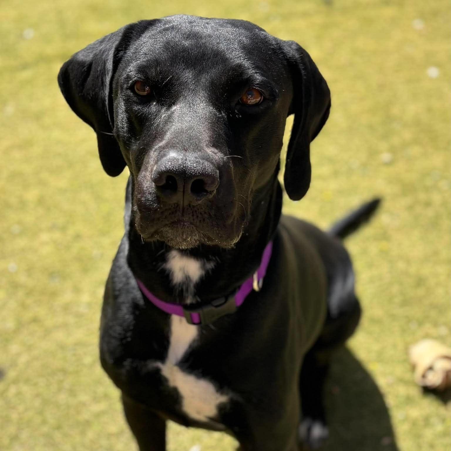 Enlarge Coal, a Adoptable mixed breed in Mesa, AZ image 4/4