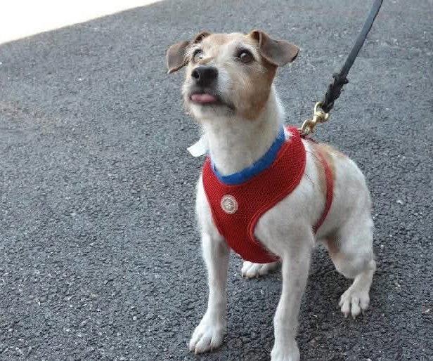 Freddie (Bonded Pair with Ellie), Adoptable, Adult Male Jack Russell Terrier.