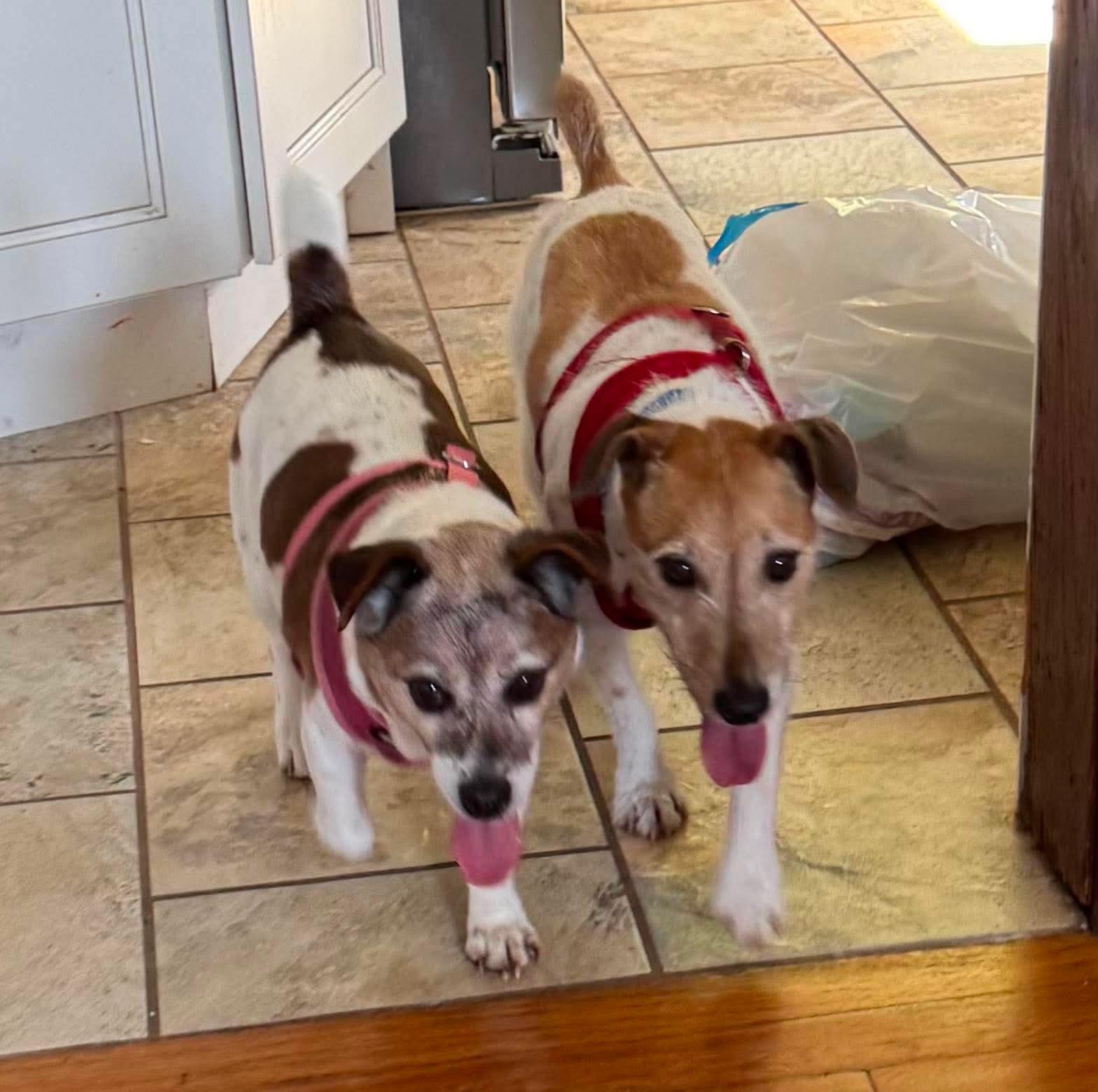 Enlarge Freddie (Bonded Pair with Ellie), a Adoptable Jack Russell Terrier in Westwood, NJ image 3/3