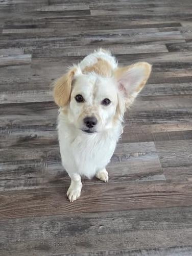 Enlarge 25-109 Bingo- coming soon!, a Adoptable mixed breed in Richardson, TX image 1/6