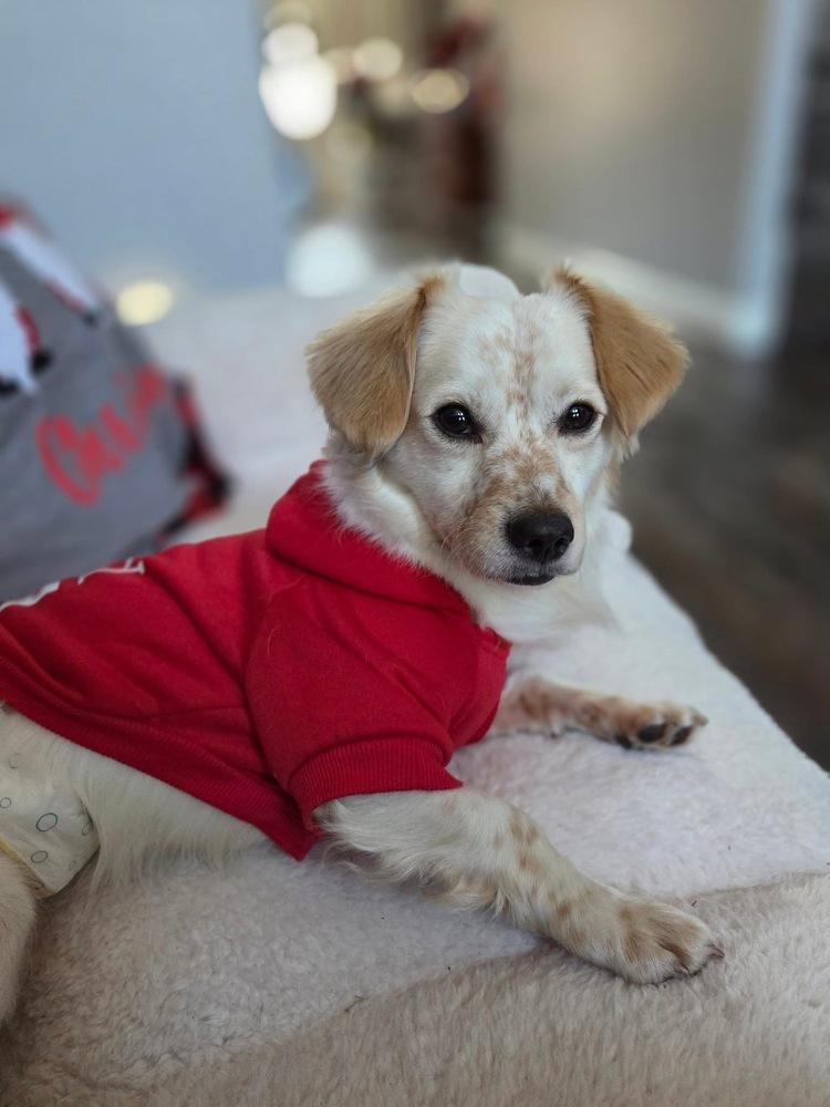 Enlarge 25-109 Bingo- coming soon!, a Adoptable mixed breed in Richardson, TX image 2/6