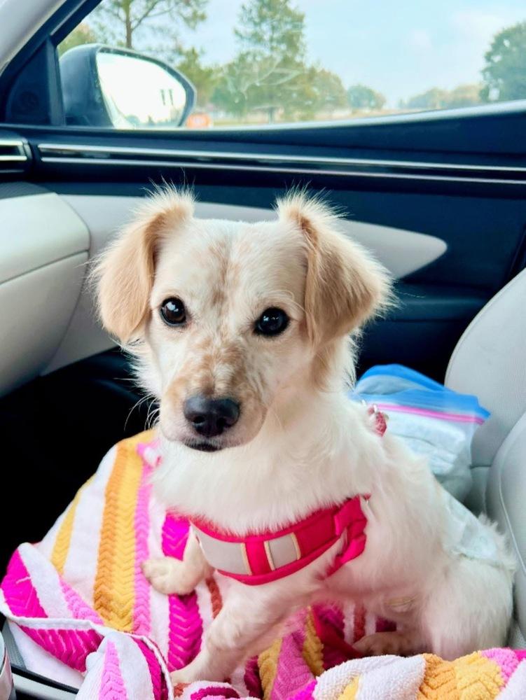 Enlarge 25-109 Bingo- coming soon!, a Adoptable mixed breed in Richardson, TX image 3/6