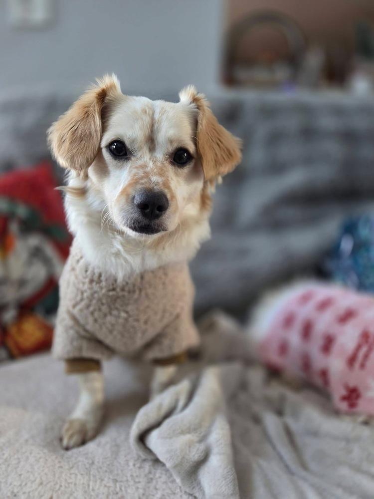 Enlarge 25-109 Bingo- coming soon!, a Adoptable mixed breed in Richardson, TX image 4/6