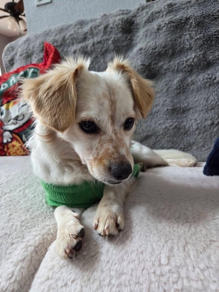 Enlarge 25-109 Bingo- coming soon!, a Adoptable mixed breed in Richardson, TX image 5/6