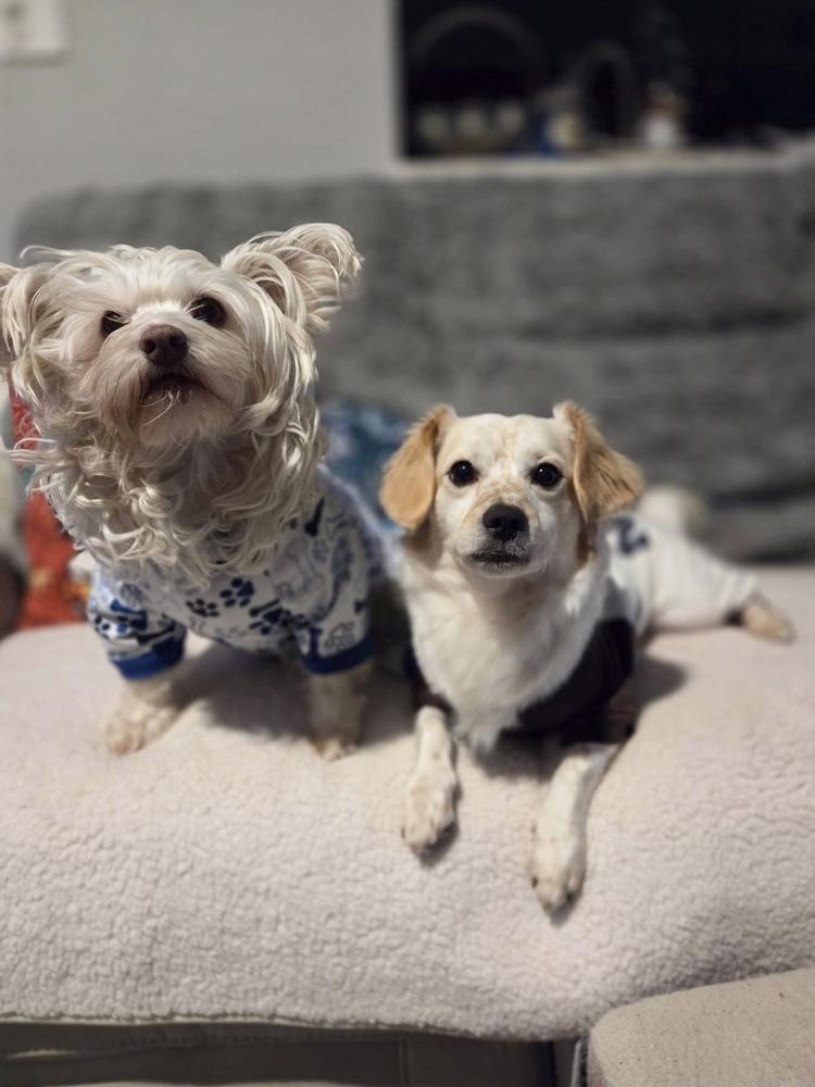 Enlarge 25-109 Bingo- coming soon!, a Adoptable mixed breed in Richardson, TX image 6/6