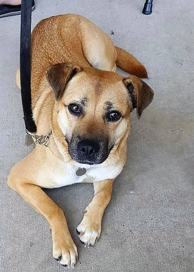 Zuzu, a Adopted mixed breed in Marietta, GA image 1/3