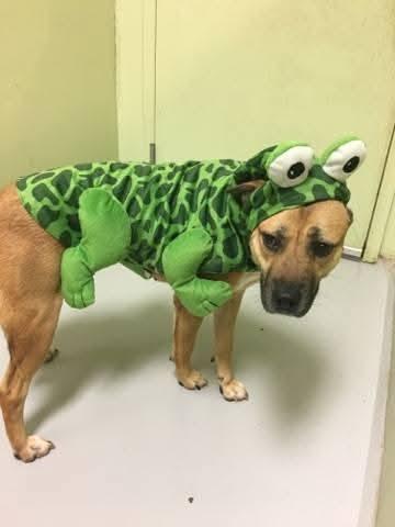 Zuzu, a Adopted mixed breed in Marietta, GA image 2/3