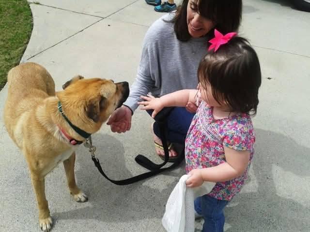 Zuzu, a Adopted mixed breed in Marietta, GA image 3/3