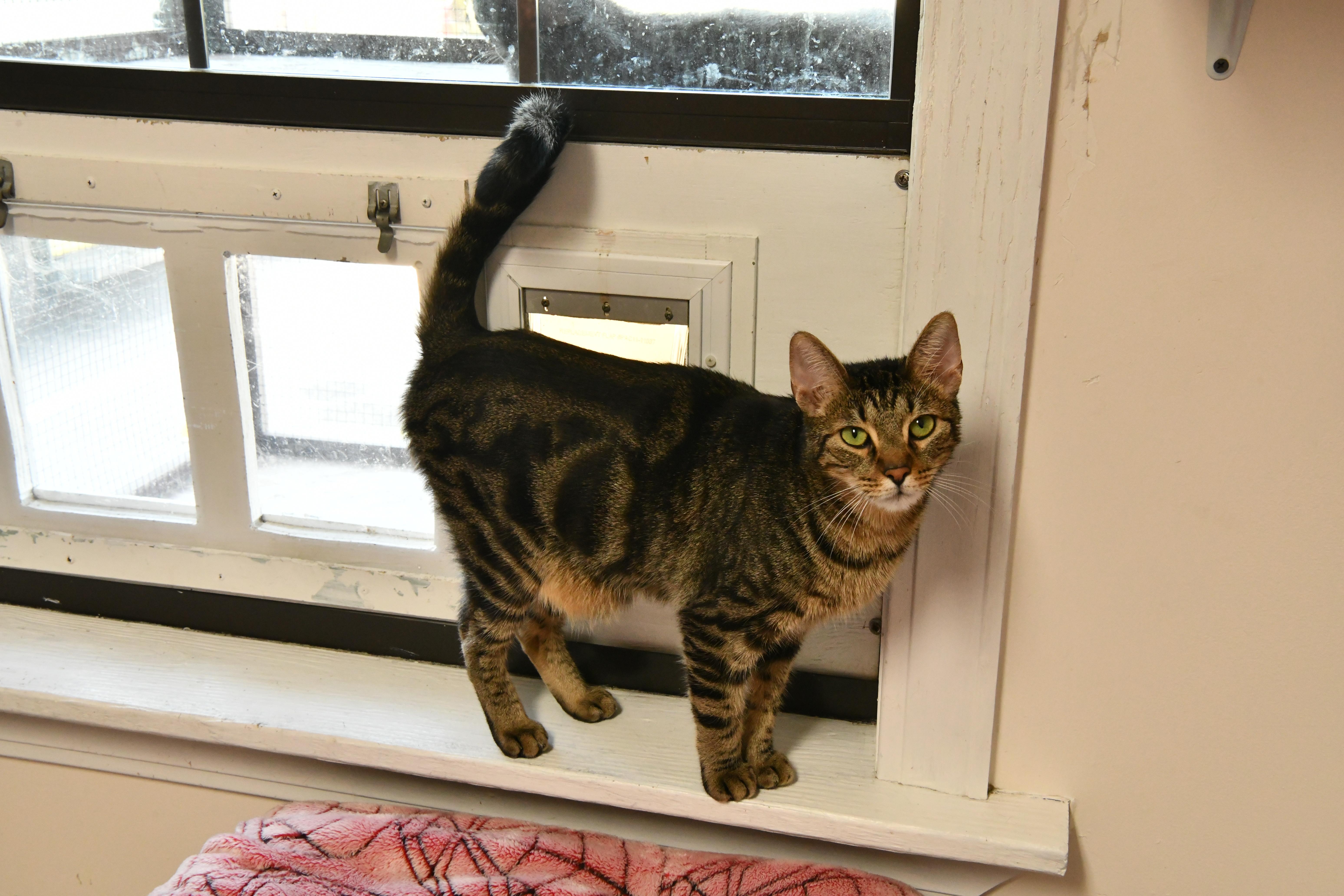 Hehe, ADOPTABLE, Young Male Domestic Short Hair.