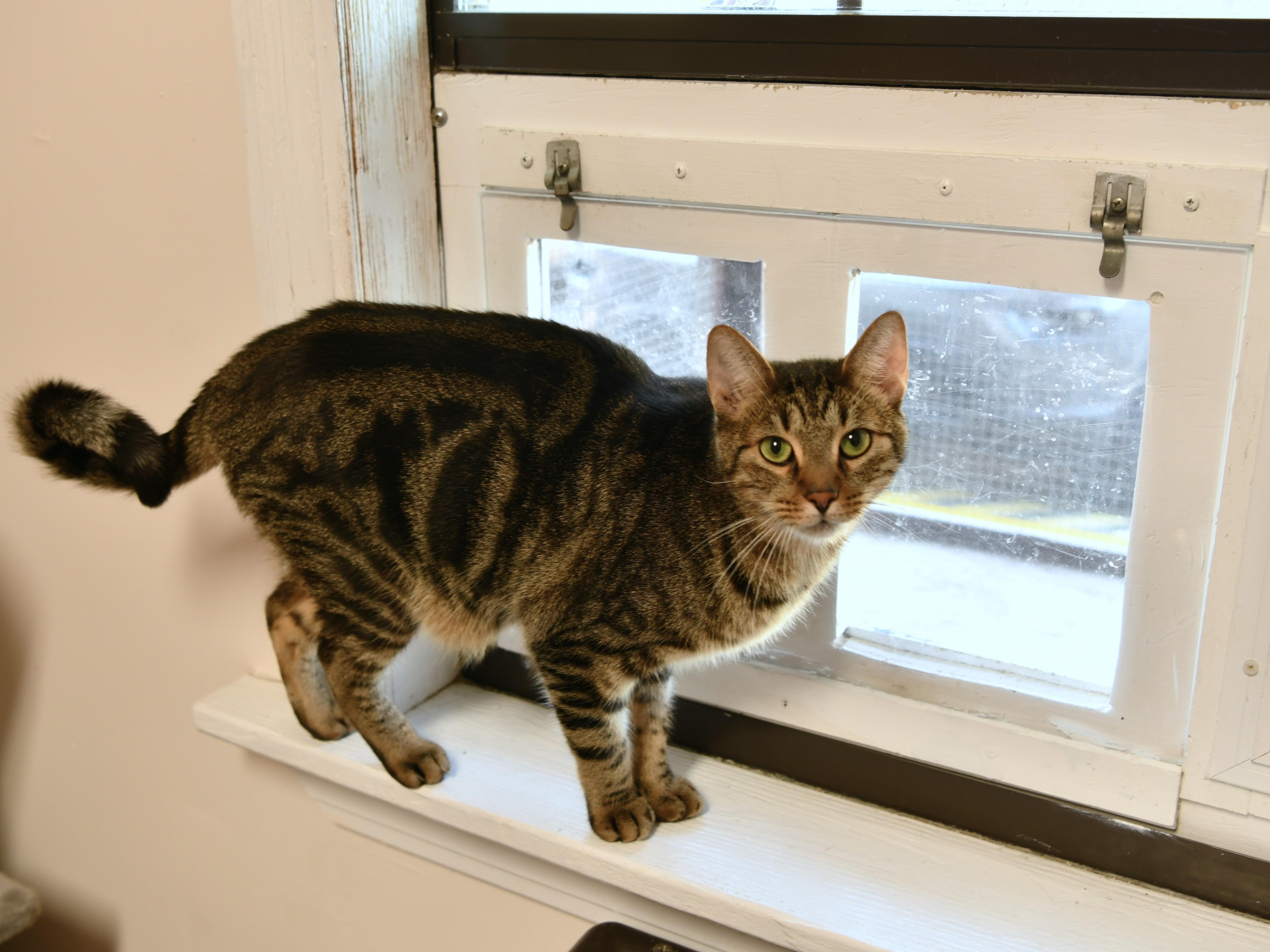 Hehe, Adoptable, Young Male Domestic Short Hair.