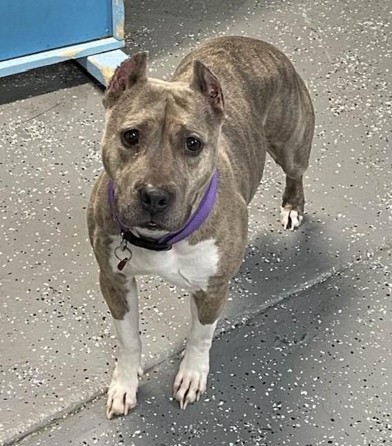 Lady, Adoptable, Adult Female Mixed Breed.