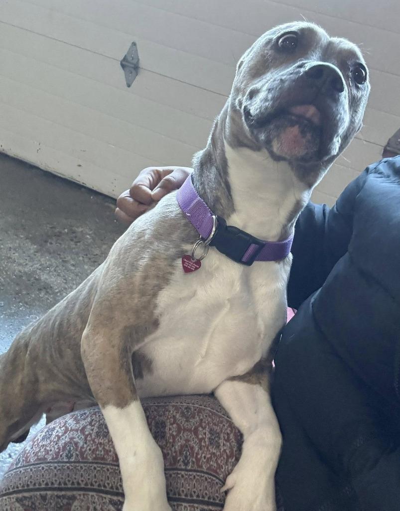 Lady, a Adoptable mixed breed in Warren, MI image 2/6