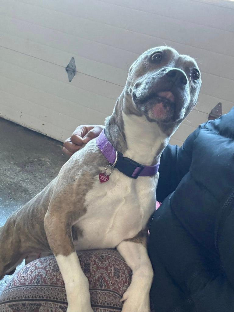 Lady, a Adoptable mixed breed in Warren, MI image 3/6