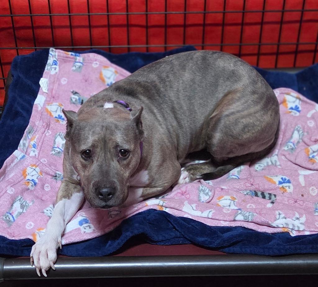 Lady, a Adoptable mixed breed in Warren, MI image 4/6